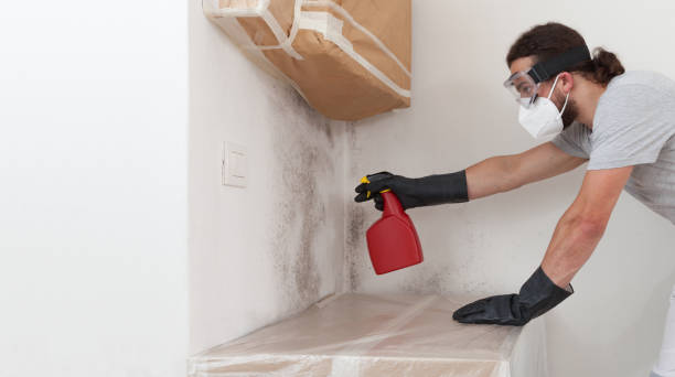 Professional Basement Mold Remediation technician working in Fort Lupton, CO