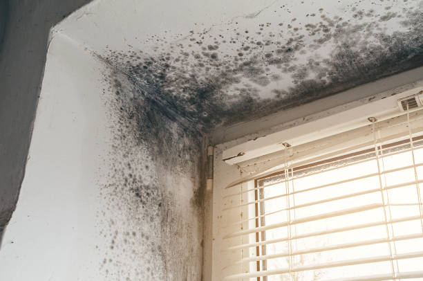 Affordable Basement Mold Remediation solutions in Fort Lupton, CO