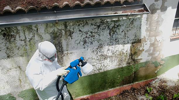 Top rated local Basement Mold Remediation specialists in Fort Lupton, CO
